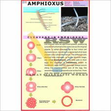 Amphioxus-vcp
