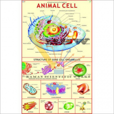 Animal Cell-vcp