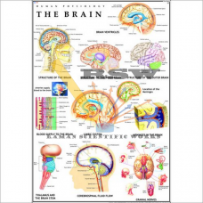 Human Brain & Nervous System-vcp