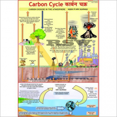 Carbon Cycle-vcp