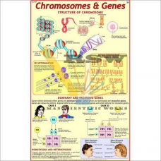 Chromosomes & Genetics-vcp