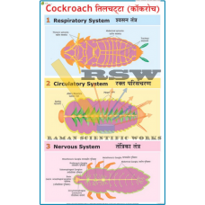 Cockroach: Blood Circulation, Respiratory & Nervous System-vcp