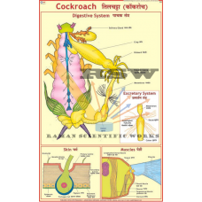 Cockroach: Digestion, Excretory, Skin & Muscles-vcp