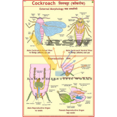 Cockroach: Morphology & Reproduction -vcp