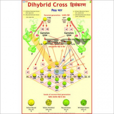 Dihybrid Cross -vcp