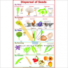 Dispersal of Fruits and Seeds-vcp