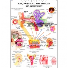 Human Ear, Nose & Throat Big-vcp