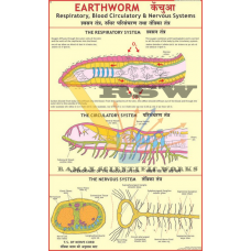 Earthworm: Blood Circulation, Respiratory, & Nervous System-vcp