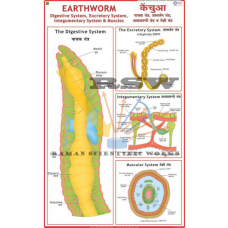 Earthworm: Digestion, Skin & Excretion-vcp