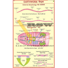 Earthworm: Ext. Morphology & Reproduction -vcp