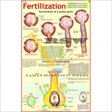 Fertilization-vcp