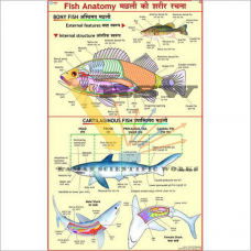 Fish Anatomy -vcp
