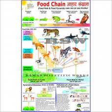 Food Chain -vcp