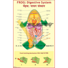 Human Digestive System-vcp