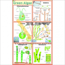 Green Algae-vcp