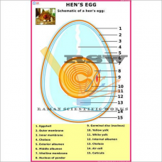 Hen’s Egg-vcp