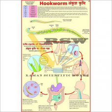 Hookworm -vcp