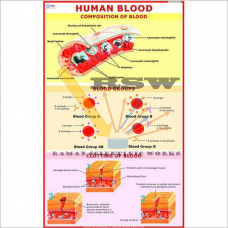 Human Blood (Composition, Blood Groups, Blood Clotting)-vcp