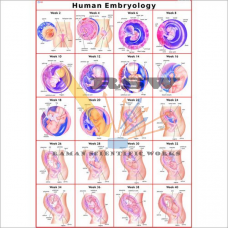 Human Embryology (Early Stage) Big-vcp