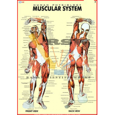 Human Muscular System-vcp