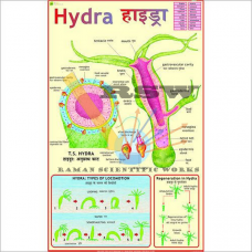 Hydra -vcp