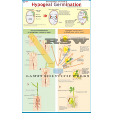 Hypogeal Germination (Maize & Broad Bean)-vcp