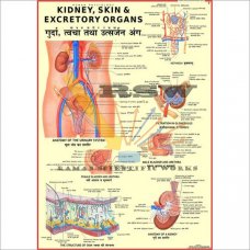 Human Kidney, Skin & Excretory Organs Big-vcp
