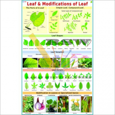 Leaf & Modifications of Leaf-vcp