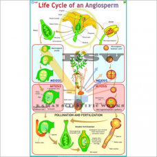 Life Cycle of an Angiosperm-vcp