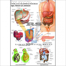 Human Liver, Gall Bladder & Pancreas Big-vcp