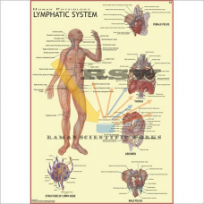 Human Lymphatic System Big-vcp