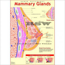Human Mammary Glands Big-vcp