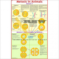 Meiosis in Animals-vcp