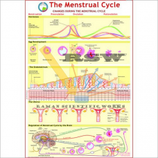 Human Menstrual Cycle Big-vcp