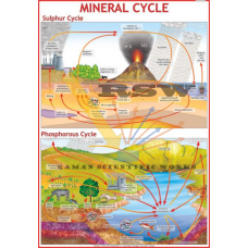 Mineral Cycle-vcp