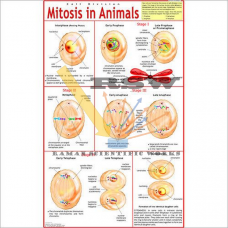 Mitosis Animals-vcp