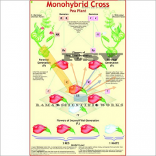 Monohybrid Cross-vcp
