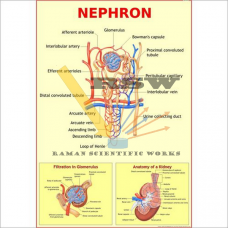 Human Nephron Big-vcp