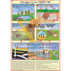 Nitrogen Cycle-vcp