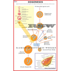 Oogenesis -vcp