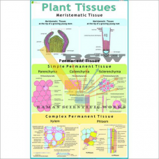 Plant Tissues-vcp