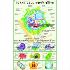Plant Cell (Under Electron Microscope)-vcp