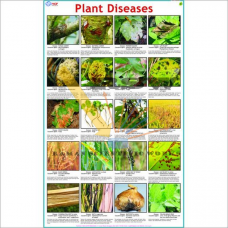 Plant Diseases-vcp