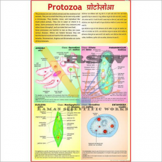 Protozoa-vcp