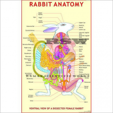 Rabbit Anatomy-vcp