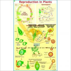 Reproduction in Plants-vcp