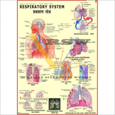 Human Respiratory System Big Big-vcp