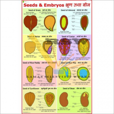 Seeds and Embryos-vcp