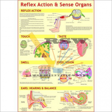 Human Sense Organs & Reflex Action Big-vcp