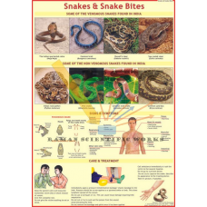 Snakes & Snake Bite-vcp